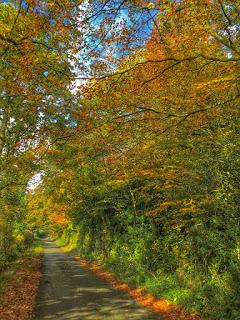 Great news for autumn lovers - experts predict a dazzling display this year, according to the Forestry Commission.