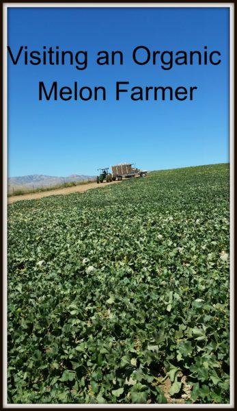 Organic-Melon-Farmer
