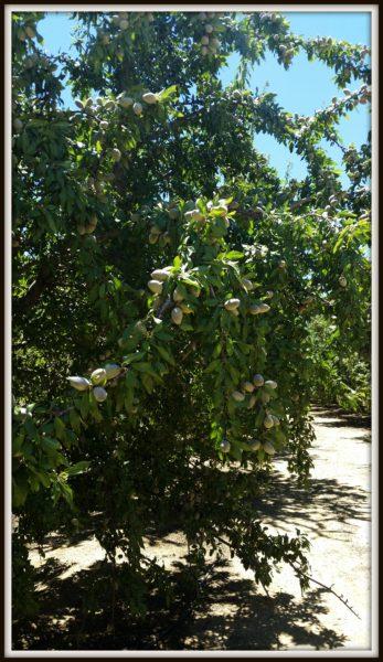 Almond-Trees