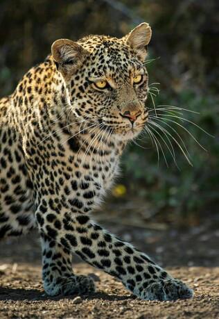 Botswana – Leopard on the Prowl