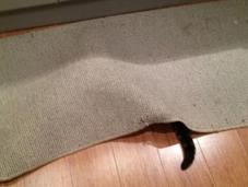 Perfectly Timed Pictures Funny Cats Tails