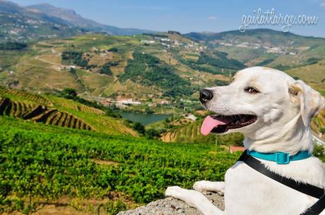 Ice the Dog in the Douro Valley, Portugal
