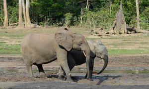 African forest elephants may ​face extinction sooner than thought