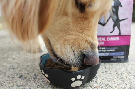 Tracking The Source of Your Dog's Calories with Weruva? #ChewyInfluencer