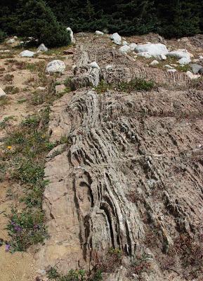 Stromatolite Pilgrimage