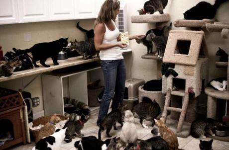 Top 10 Sure-Fire Signs You are a Crazy Cat Owner Are you a crazy cat owner? Does this image ring a bell