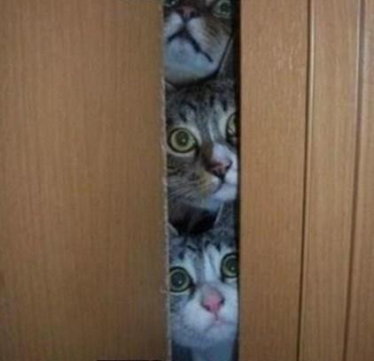 Top 10 Sure-Fire Signs You are a Crazy Cat Owner Are you a crazy cat owner? Does this image ring a bell?