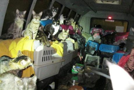 Top 10 Sure-Fire Signs You are a Crazy Cat Owner Are you a crazy cat owner? Does this image ring a bell?