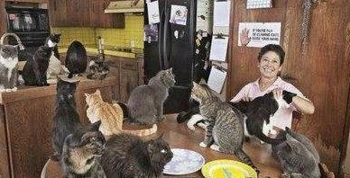 Top 10 Sure-Fire Signs You are a Crazy Cat Owner Are you a crazy cat owner? Does this image ring a bell?
