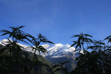 Using Vaporizer For Weed Or Smoking Weed? Using Vaporizer For Weed Or Smoking Weed?