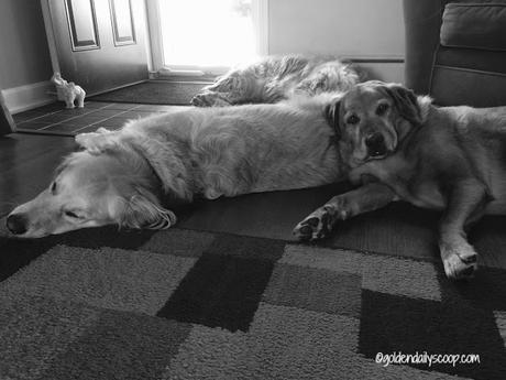 golden retriever dogs sleeping on each other 