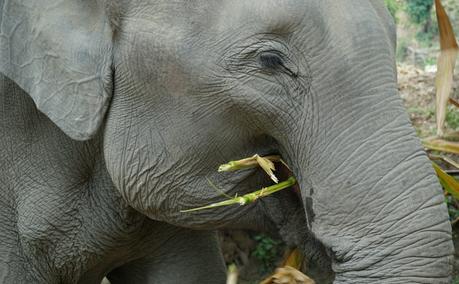 Thailand: Elephant Jungle Sanctuary