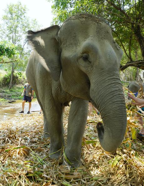 Thailand: Elephant Jungle Sanctuary