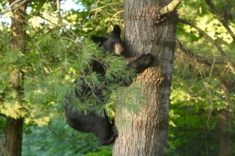 Bears-New-Hampshire (4)