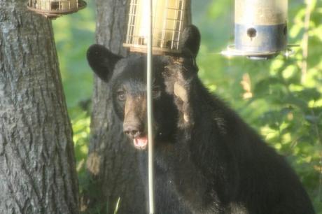 Bears-New-Hampshire (5)