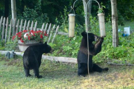 Bears-New-Hampshire (1)