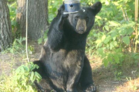 Bears-New-Hampshire (3)