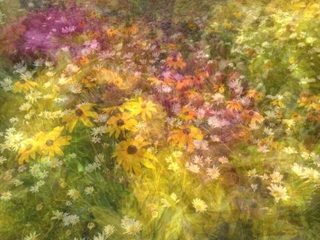 High Sierra Flowers © lynette sheppard