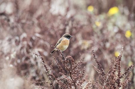 Introducing the Patch - Stilt Pits - Stonechat