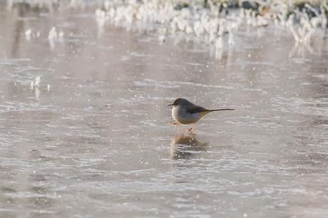 Grey Wagtail on the frozen lakes