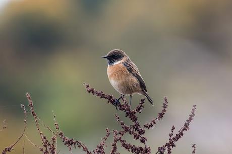 Stonechat at the Floodplain Forest Nature Reserve