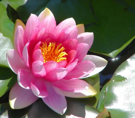 water_lily