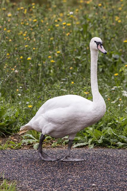 Mute Swan walking the path