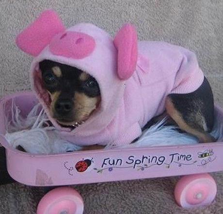 Top 10 Snoutastic Dogs That Looks Like Pigs - Paperblog