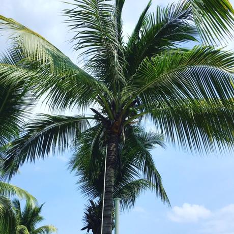 The Hawaii of the East! Is Sanya a Hidden Gem in China’s Crown? Beach travel in China