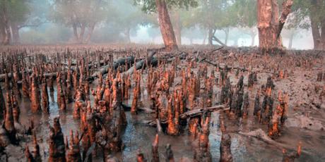Are U.S. Tax Dollars Financing Destruction of World’s Largest Mangrove Forest?
