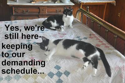 The Kittehs Remind You
