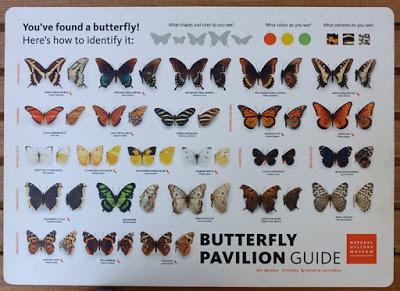BUTTERFLIES ALL AROUND:  Butterfly Pavilion, Natural History Museum, Los Angeles
