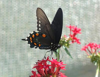 BUTTERFLIES ALL AROUND:  Butterfly Pavilion, Natural History Museum, Los Angeles