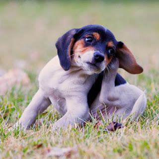 Ditch the #itch: #Allergies and #allergy #medication for #dogs