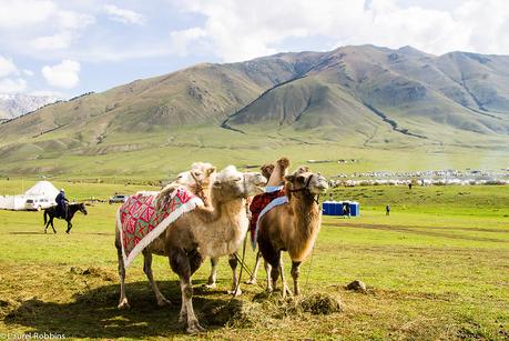 Fun Facts About Camels in Kyrgyzstan