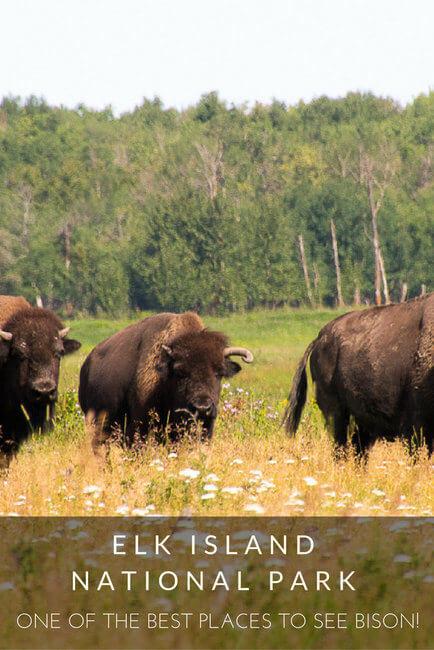 Elk Island National Park: One of the Best Places to See Bison! Elk Island National Park: One of the Best Places to See Bison!