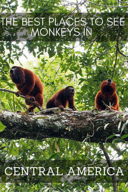The Best Places to See Monkeys in Central America The Best Places to See Monkeys in Central America