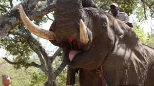 Valuing what we have to prevent it from disappearing 29 year-old 'Tembo' shows us his grinders © CJA Bradshaw