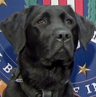 Crime and Science Radio: Meet Iris, the FBI’s Only Electronic-sniffing Dog: An Interview with Jeffrey Calandra
