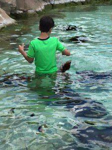 boy feeding stingrays