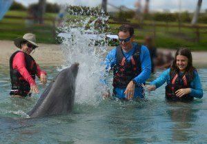 Dolphin splashing family, Swim with dolphins