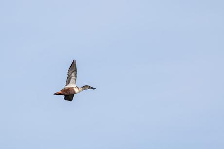 Shoveler in Flight