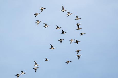 Wigeon Flock in flight