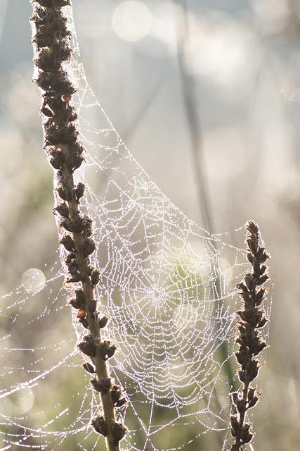 Dew covered Spiders Web