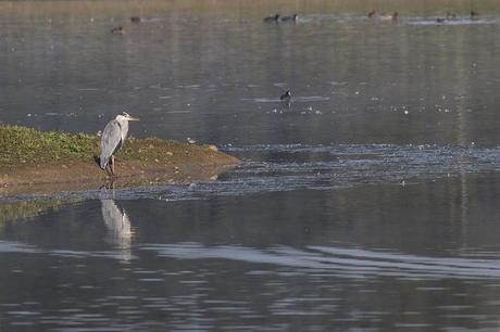 Grey Heron on Stilt Pits