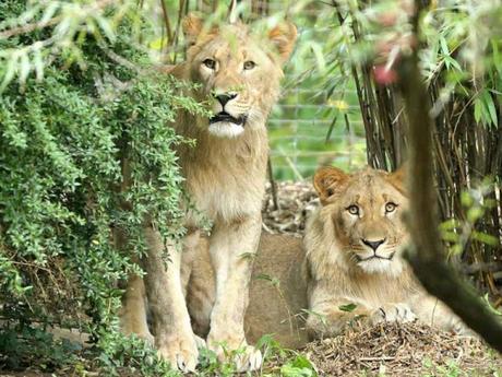 lion escapes cage in Leipzig zoo ~ only to be shot dead in Germany