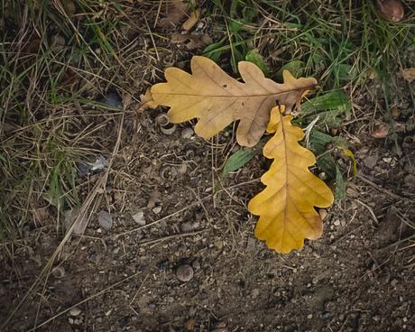 Falling leaves [Wordless Wednesday]