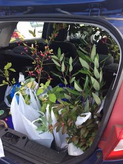 A day of plant buying at Felley Priory