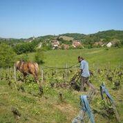 Organic Jura vineyard being ploughed by horse. ©Wink Lorch