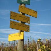 At the base of Les Corvées vineyard above Arbois. … Wink Lorch